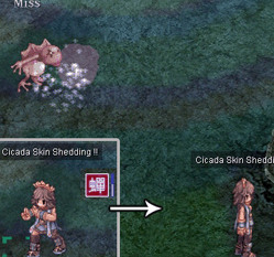 Cicada Skin Shed
