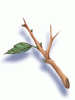 7018 Young Twig.png